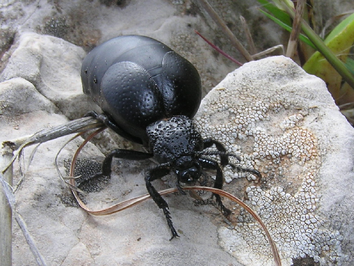 Il pasto della Meloe tuccius:foto e filmati  (Col. Meloidae)