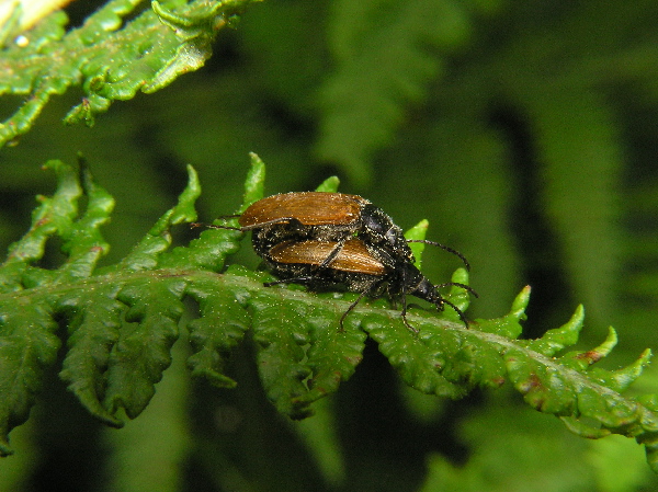 Marmorana (Ambigua) fuscolabiata    di Sicilia