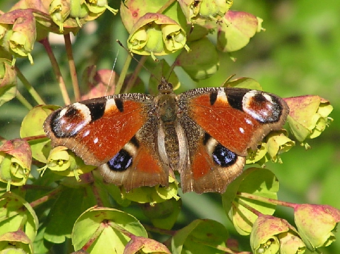 Aglais io   dalle Madonie