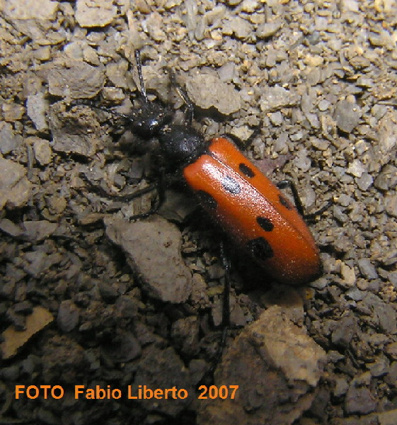 Coleottero delle Madonie: Mylabris schreibersi