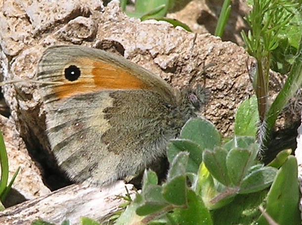 Coenonympha pamphilus  rovescio delle ali  Madonie