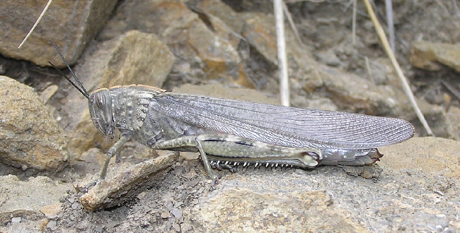 Anacridium aegyptium - Madonie (Sicilia centro-settentr.)