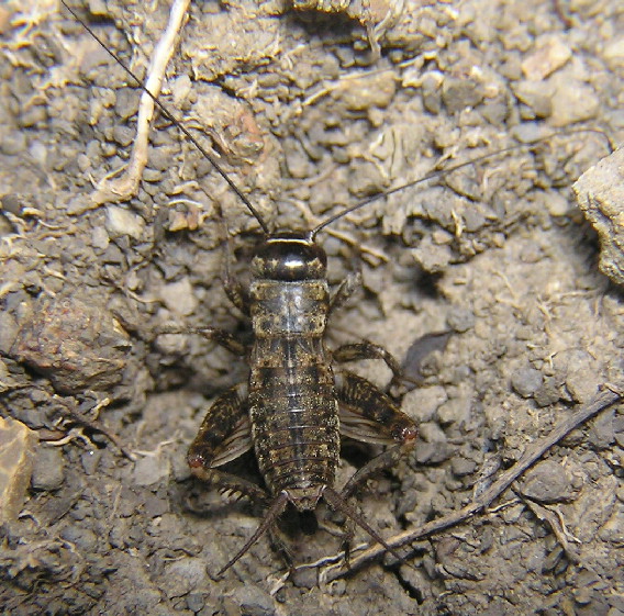 Eumodicogryllus bordigalensis. Madonie (Sicilia centro-sett)