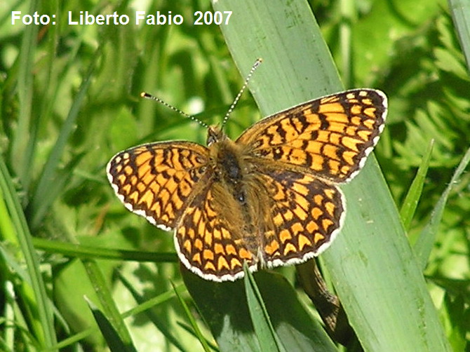 Melitaea athalia (Lepidoptera, Nymphalidae)
