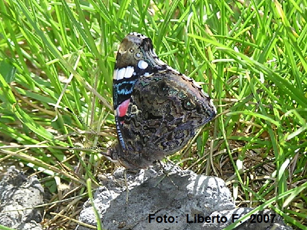 Vanessa atalanta dalle Madonie (PA)