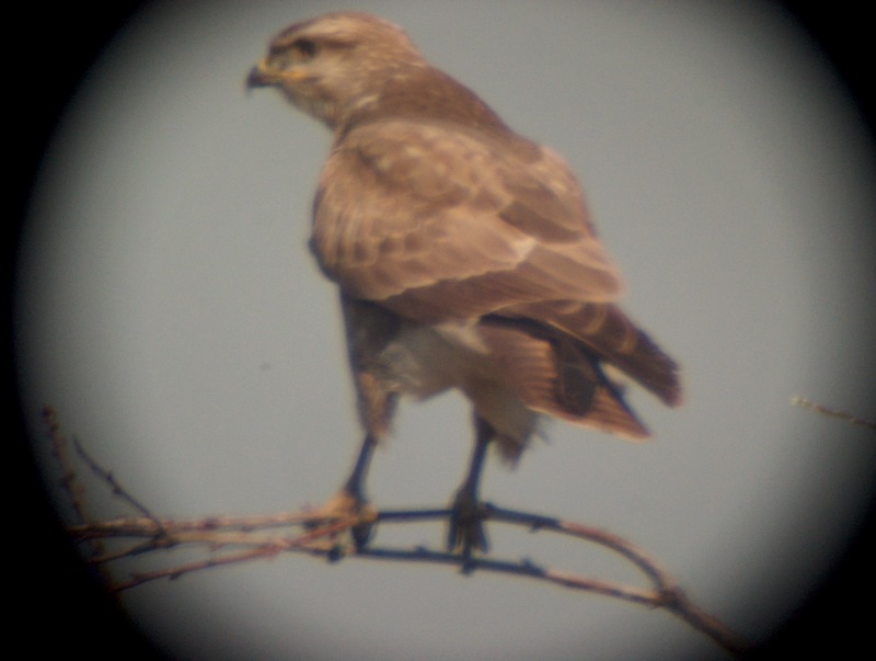 Poiana (Buteo buteo?), a me par strana...