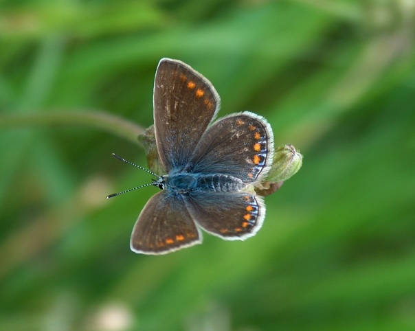 Polyommatus icarus