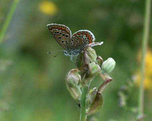 Polyommatus icarus