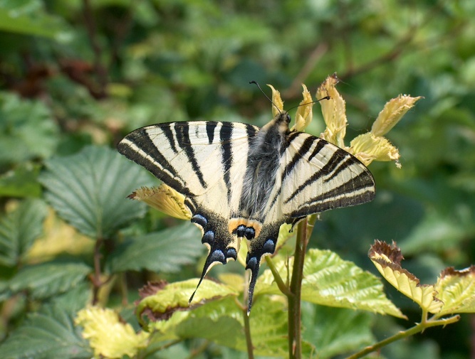 Iphiclides podalirius