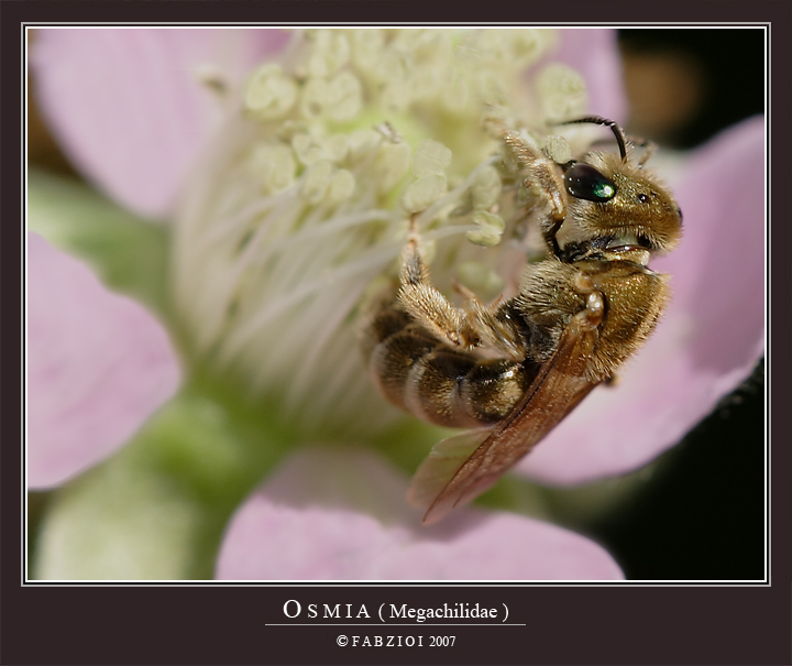 Osmia sp,