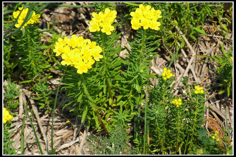 Haplophyllum patavinum / Ruta padovana