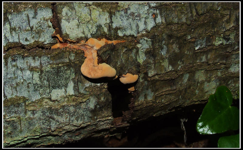 Poliporacea (???) da determinare (Hapalopilus rutilans)