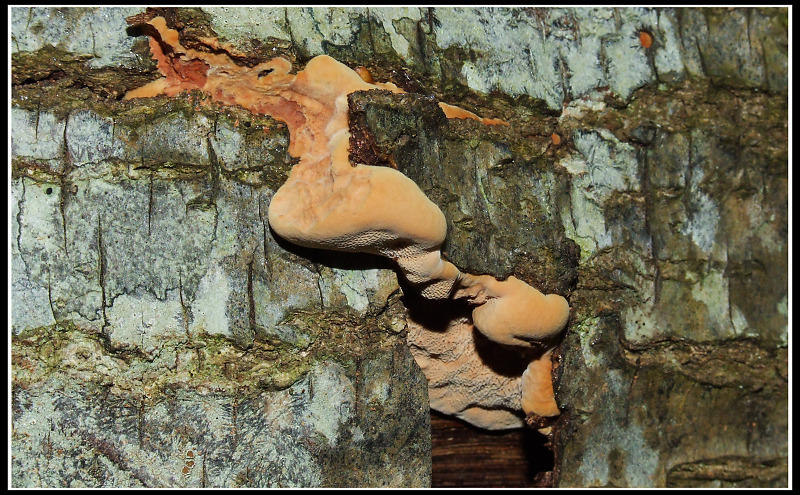 Poliporacea (???) da determinare (Hapalopilus rutilans)