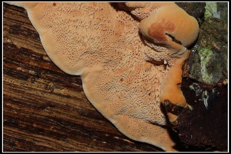 Poliporacea (???) da determinare (Hapalopilus rutilans)