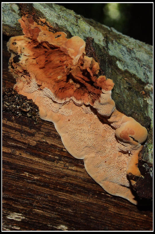 Poliporacea (???) da determinare (Hapalopilus rutilans)