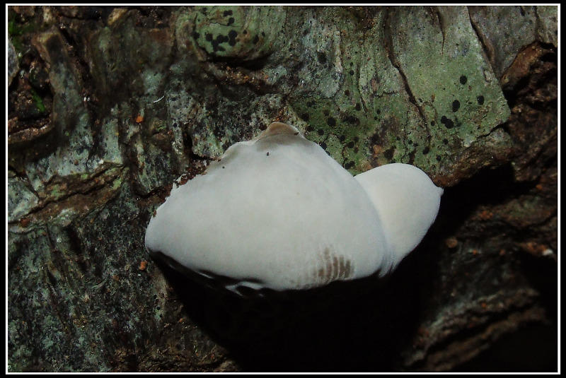 Poliporacea da determinare - 2 (Hexagonia nitida)