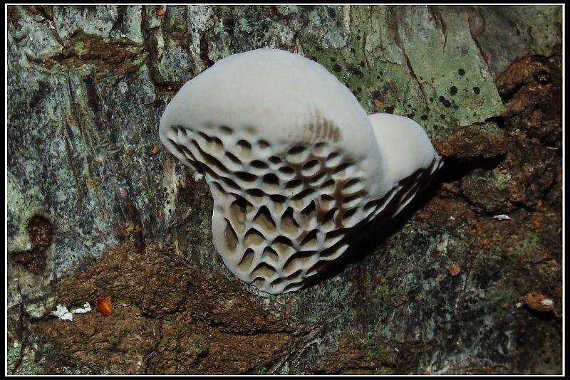 Poliporacea da determinare - 2 (Hexagonia nitida)