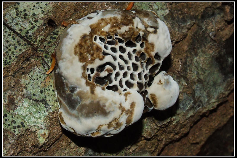Poliporacea da determinare - 2 (Hexagonia nitida)