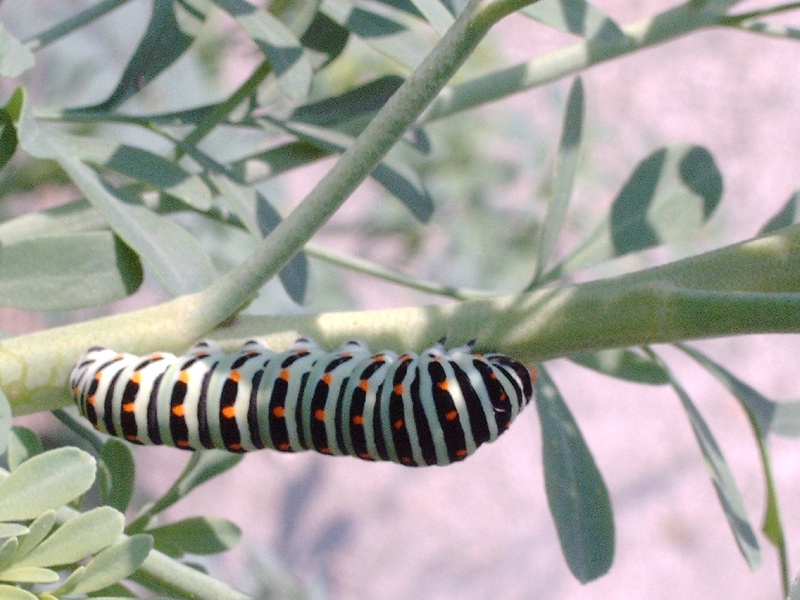 Bruco di Papilio machaon