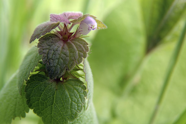 Lamium purpureum / Falsa ortica purpurea