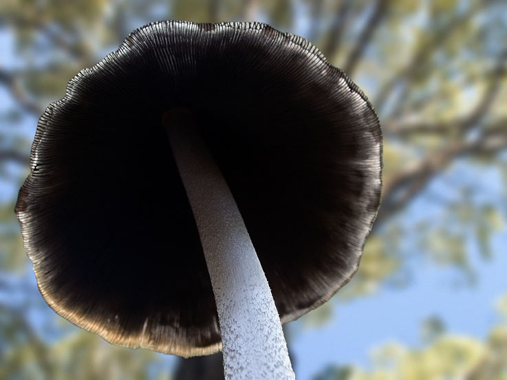 Un fungo da identificare