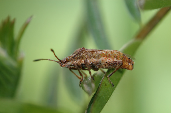 Insetti da determinare - Stictopleurus e Cheilosia