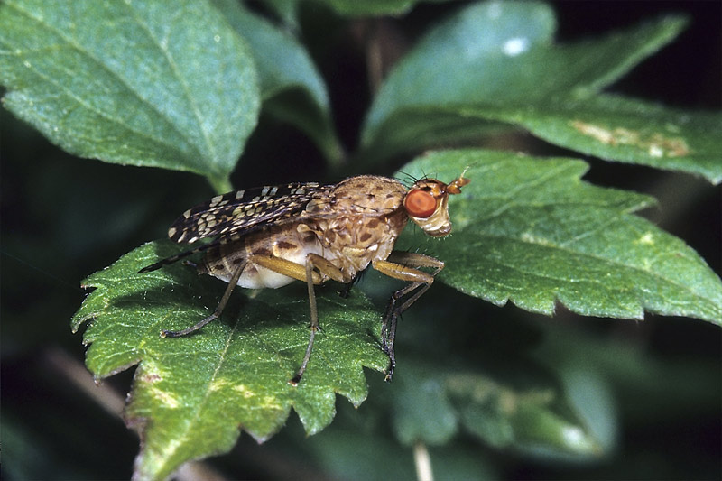 Tephritidae