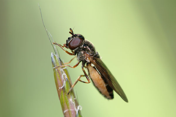 Insetti da determinare - Stictopleurus e Cheilosia