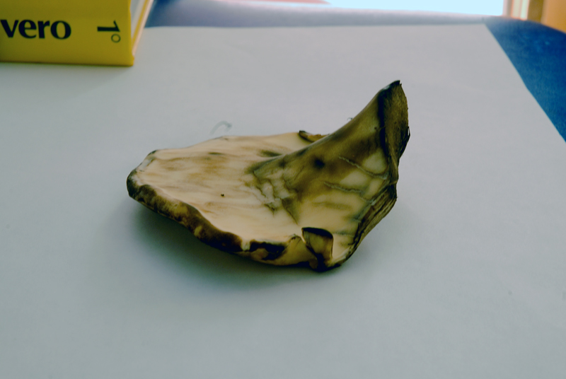 Meripilus giganteus