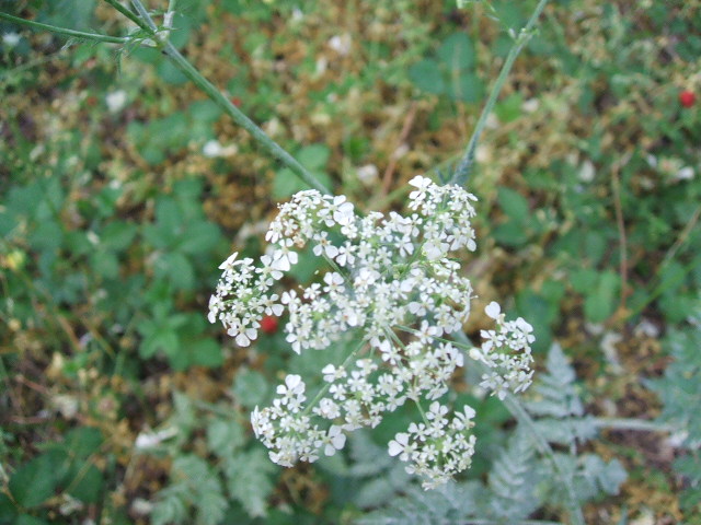 mhyrris odorata?