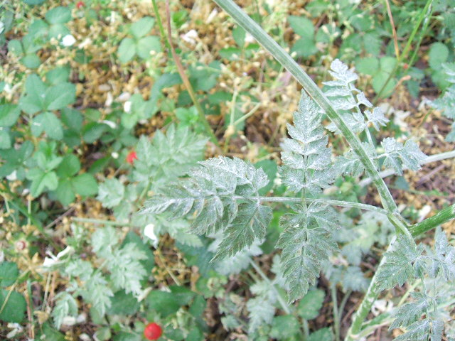 mhyrris odorata?
