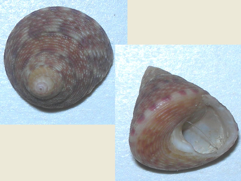 Clelandella miliaris