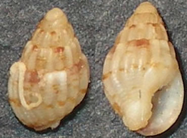 Nassarius cuvierii nano?
