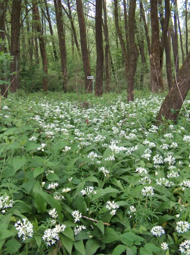 Riserva Naturale Bosco dei Bordighi