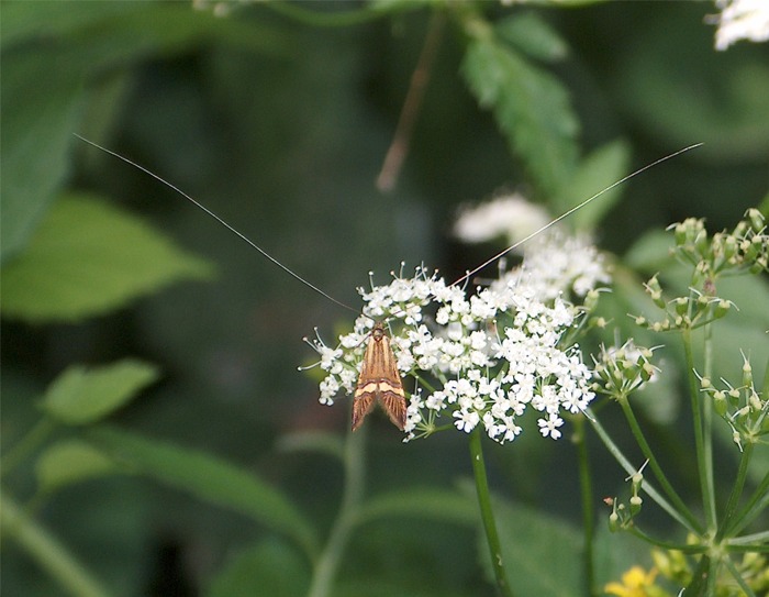 Nemophora degeerella