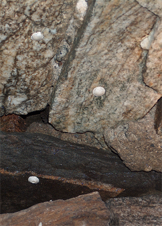 Altra opera ragnesca? (Ovisacchi o funghi?)