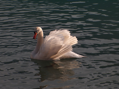 Cigni