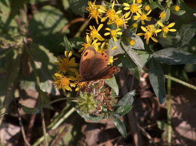 Erebia forse montana?