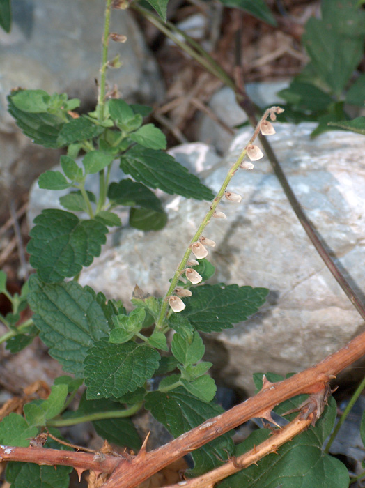 Scutellaria columnae / Scutellaria di Colonna