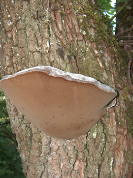 Fungo lignicolo da determinare