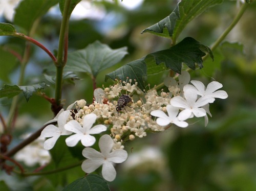 Valgus hemipterus (Coleoptera, Cetoniidae)