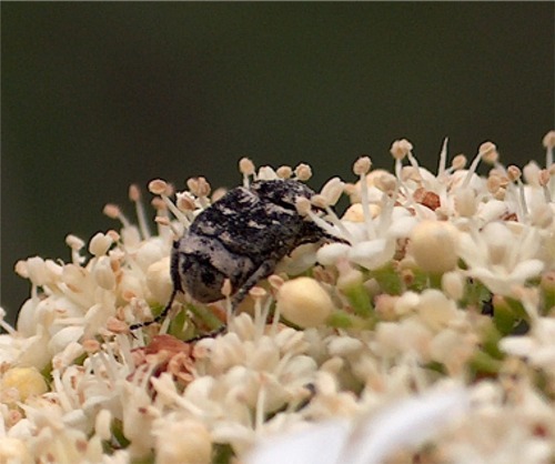 Valgus hemipterus (Coleoptera, Cetoniidae)