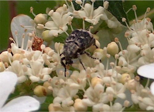 Valgus hemipterus (Coleoptera, Cetoniidae)