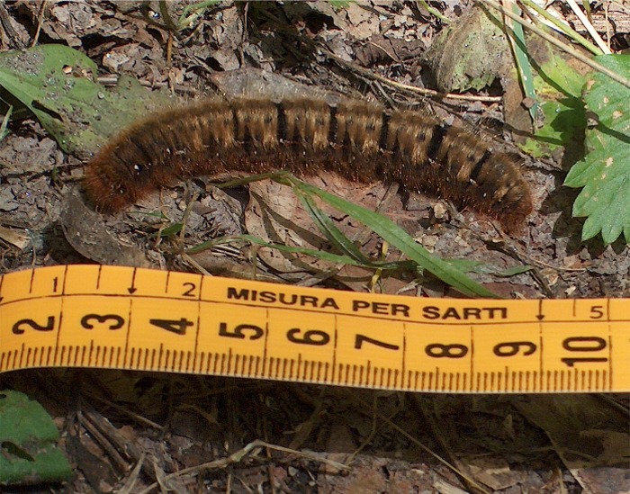 Lasiocampa quercus