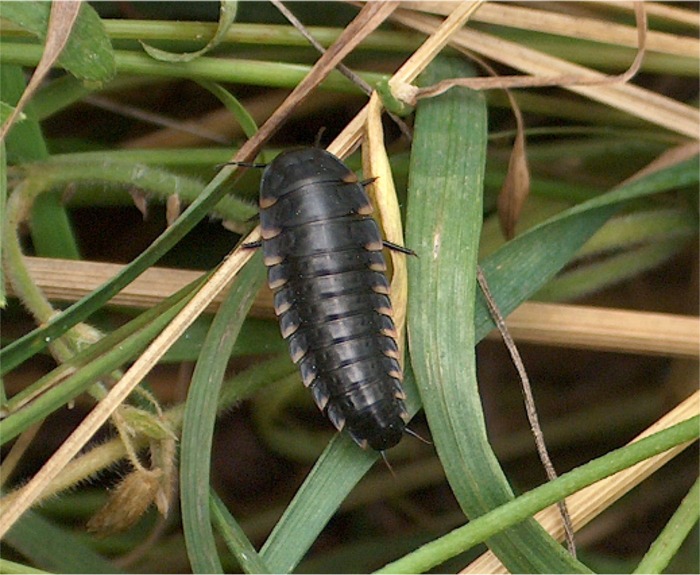 larva di Silphidae