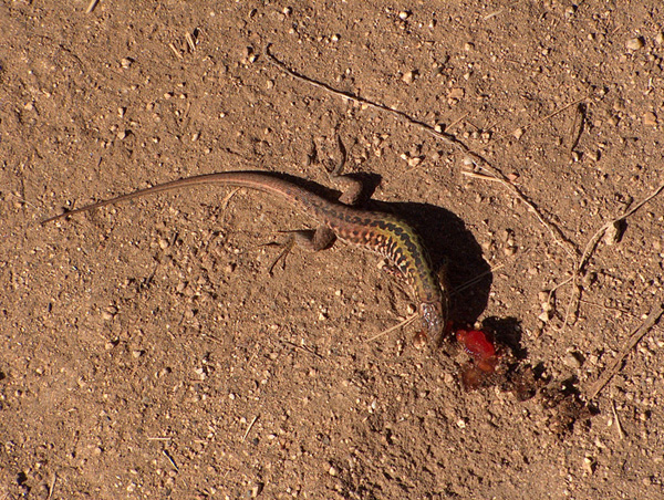Podarcis siculus buongustaia