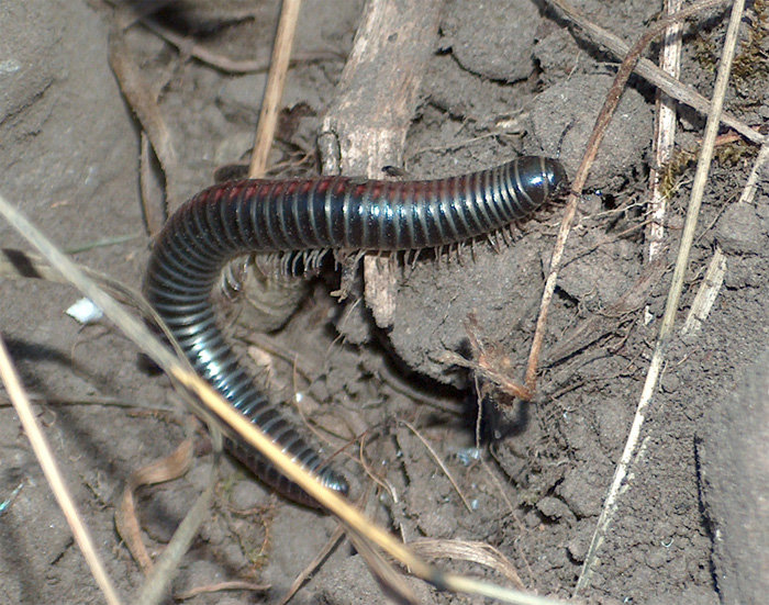 millepiedi (Julida) del Pollino