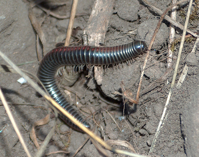 millepiedi (Julida) del Pollino