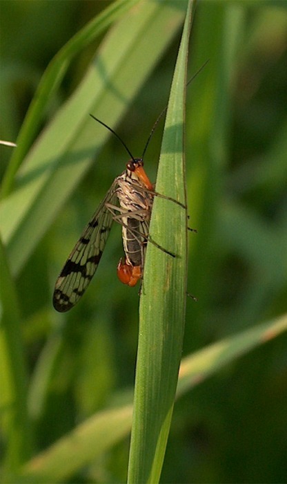 Panorpa sp.