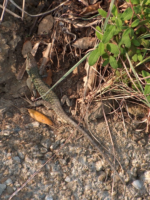 Podarcis muralis?